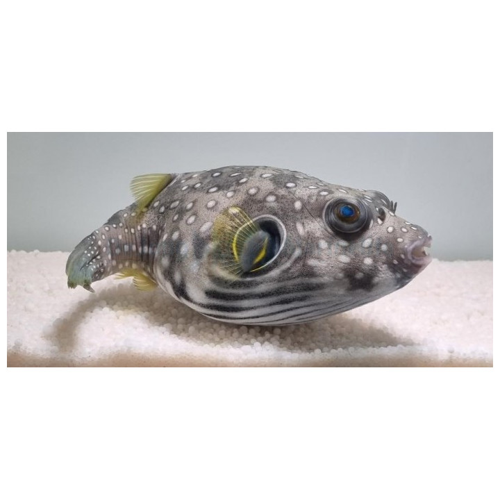 Arothron hispidus - Coloured Dogface Puffer