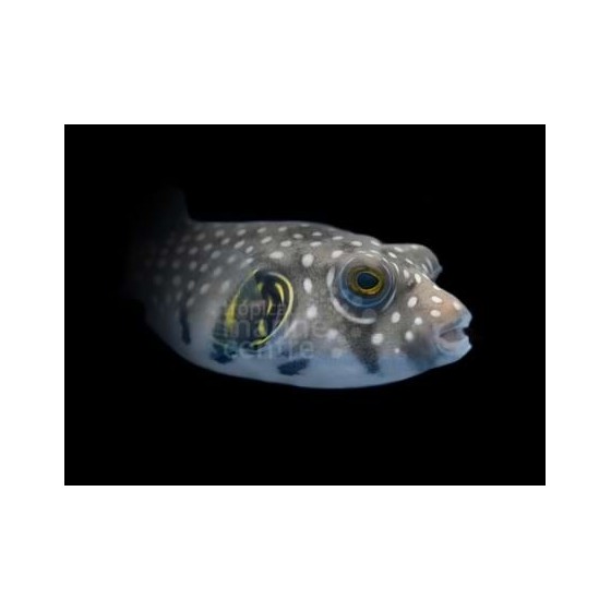 Arothron hispidus - Coloured Dogface Puffer