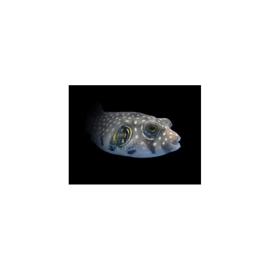 Arothron hispidus - Coloured Dogface Puffer