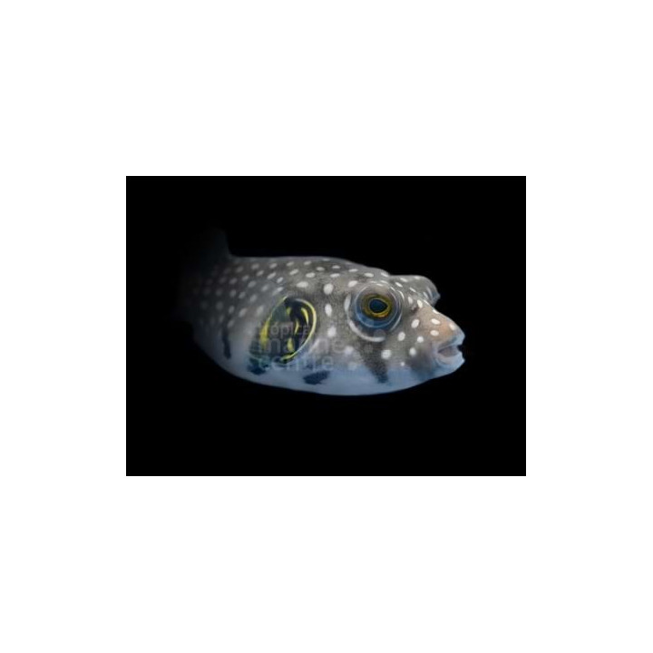 Arothron hispidus - Coloured Dogface Puffer