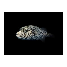 Arothron mappa -  Scribbled Dogface Puffer