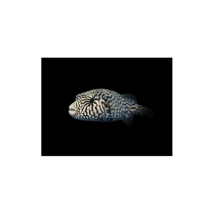 Arothron mappa -  Scribbled Dogface Puffer