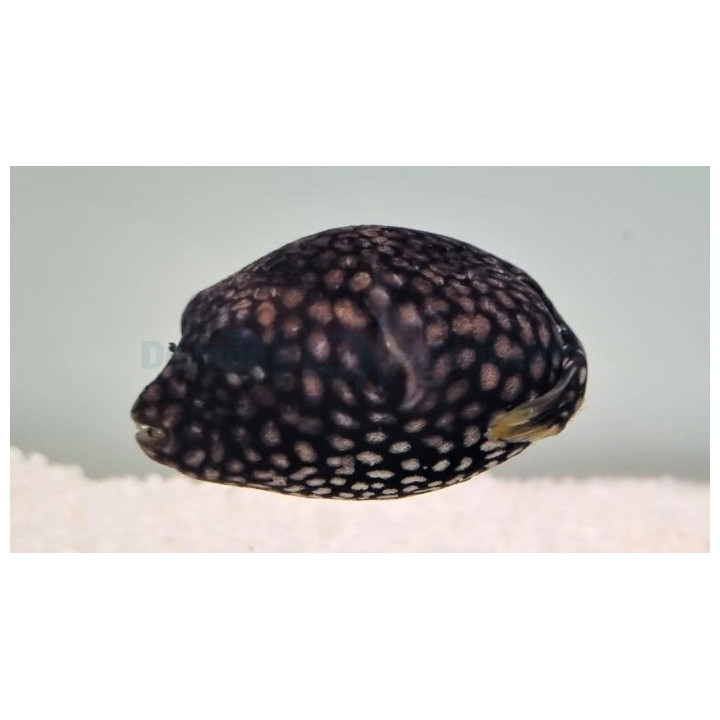Arothron mappa -  Scribbled Dogface Puffer