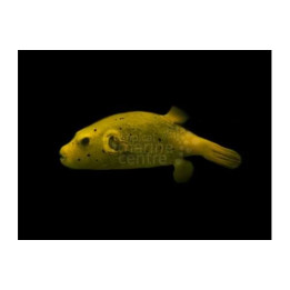 Arothron meleagris - Golden Dogface Puffer