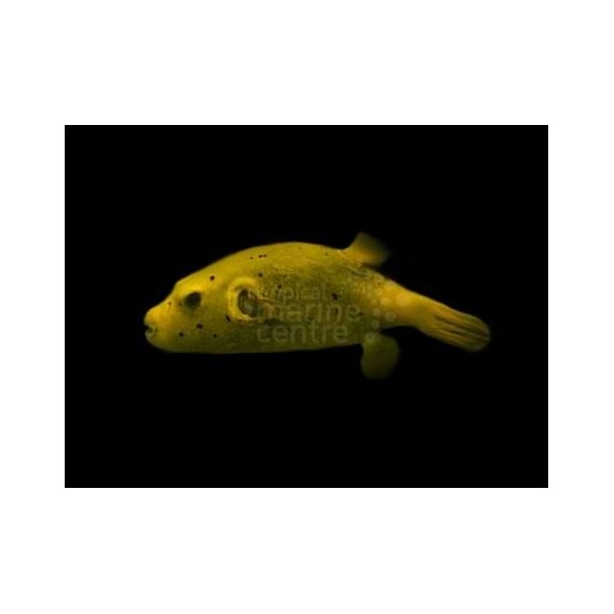 Arothron meleagris - Golden Dogface Puffer