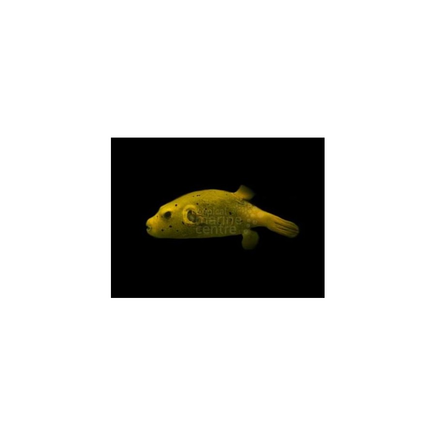 Arothron meleagris - Golden Dogface Puffer