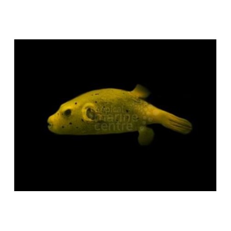 Arothron meleagris - Golden Dogface Puffer