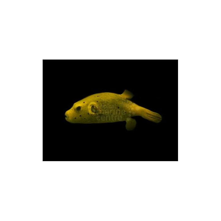 Arothron meleagris - Golden Dogface Puffer