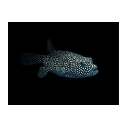 Arothron meleagris - Spotted Dogface Puffer
