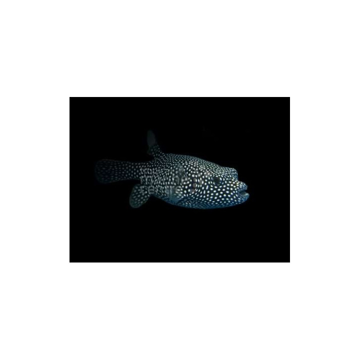 Arothron meleagris - Spotted Dogface Puffer