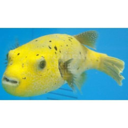 Arothron meleagris - Yellow Dogface Puffer