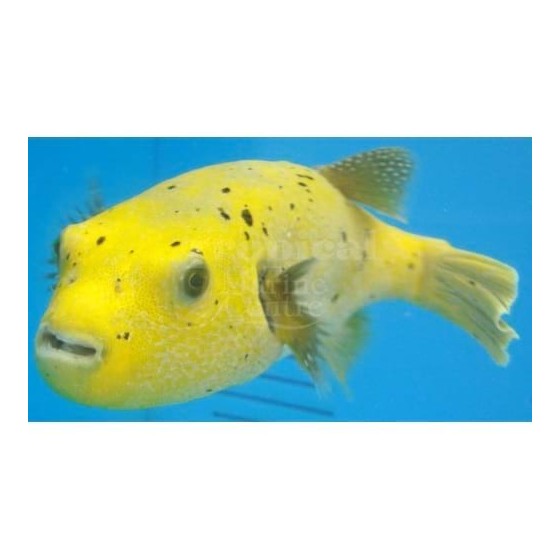 Arothron meleagris - Yellow Dogface Puffer