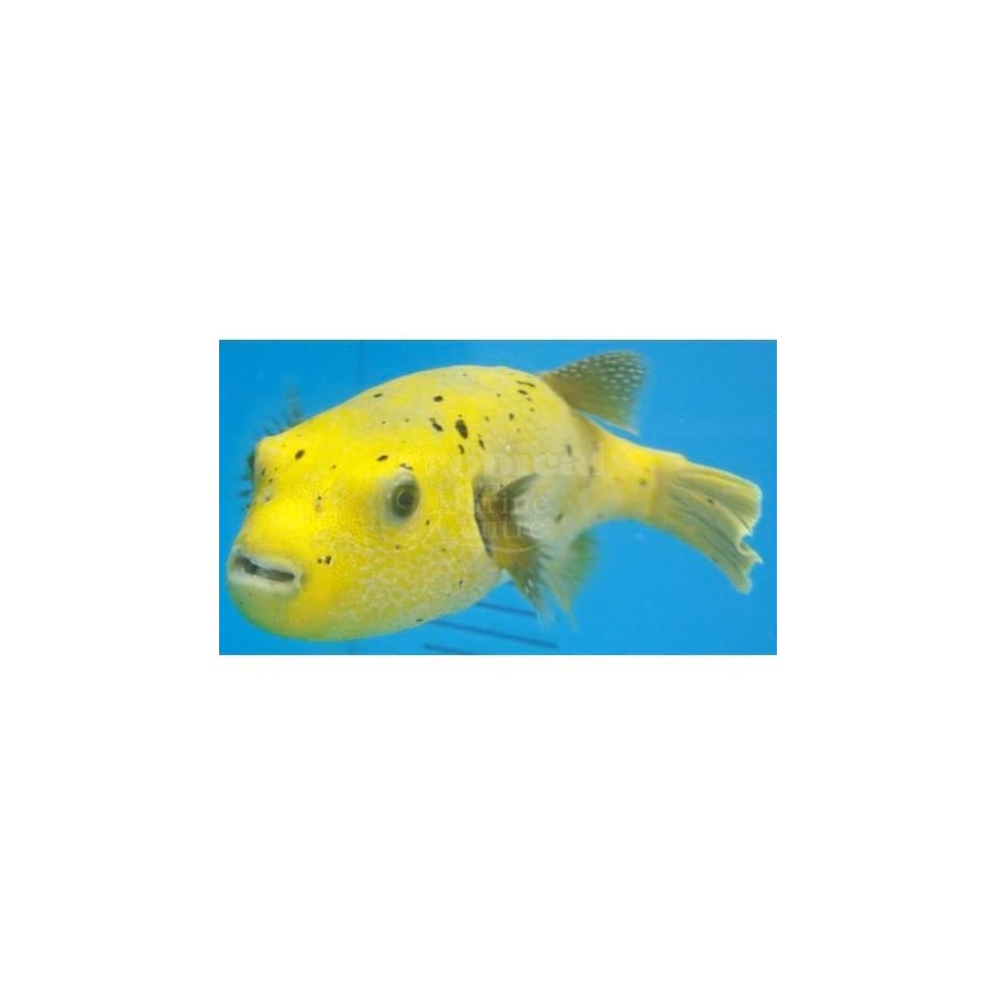 Arothron meleagris - Yellow Dogface Puffer