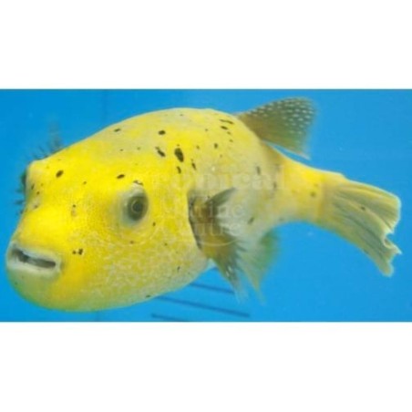 Arothron meleagris - Yellow Dogface Puffer