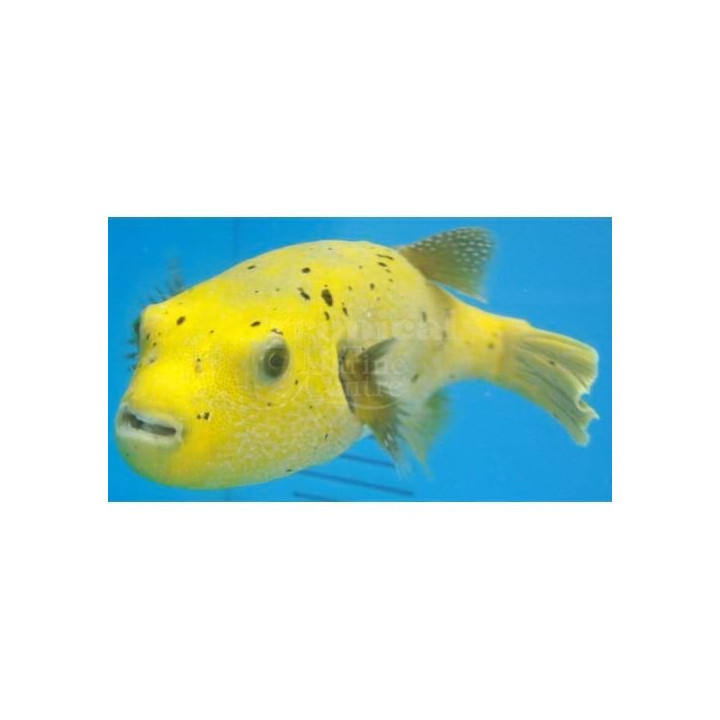 Arothron meleagris - Yellow Dogface Puffer