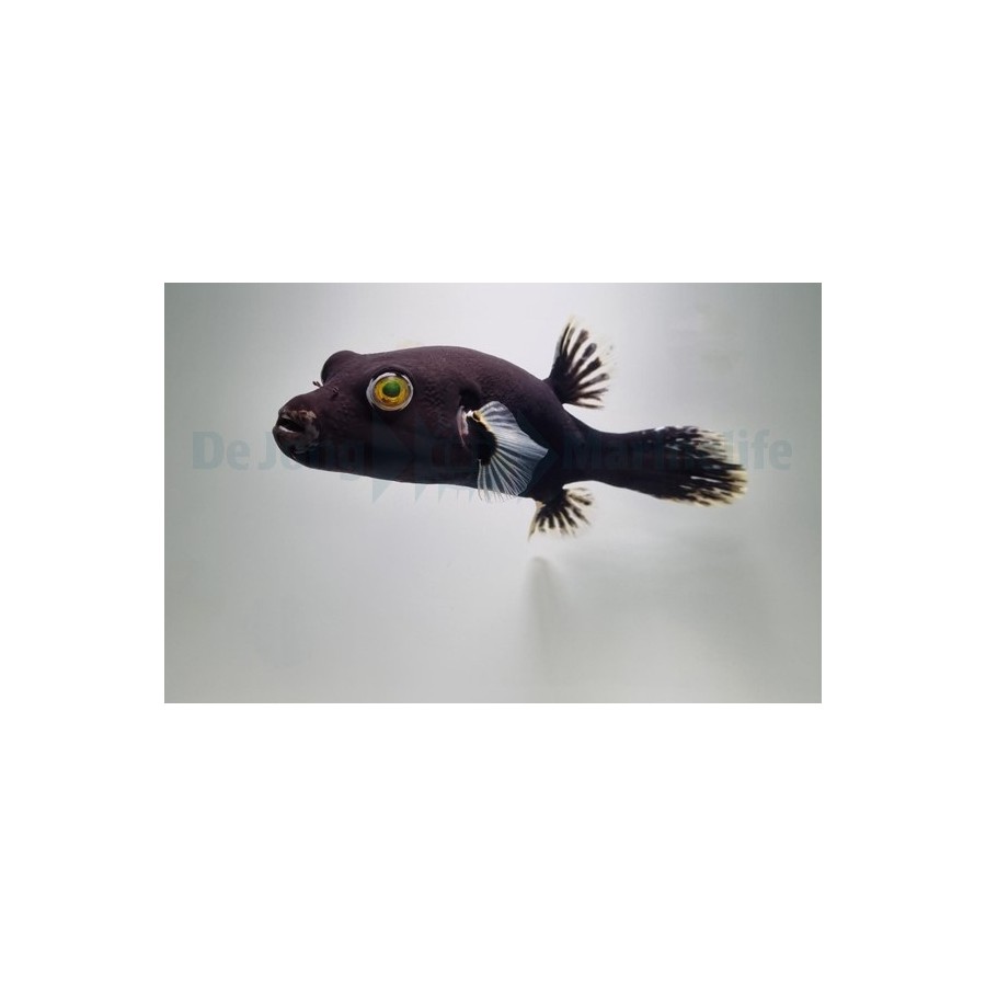 Arothron nigropunctatus - Black White Dogface Puffer