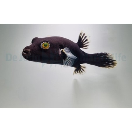 Arothron nigropunctatus - Black White Dogface Puffer