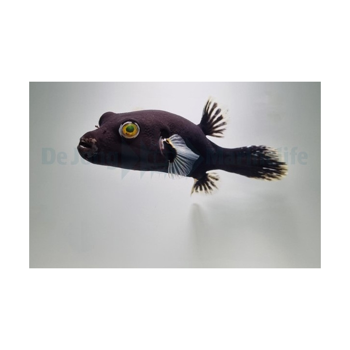 Arothron nigropunctatus - Black White Dogface Puffer