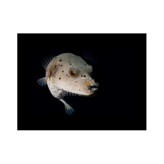 Arothron nigropunctatus - Hush Puppy Dogface Puffer