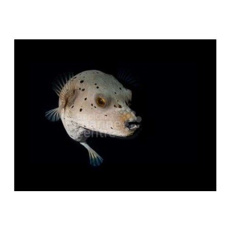 Arothron nigropunctatus - Hush Puppy Dogface Puffer