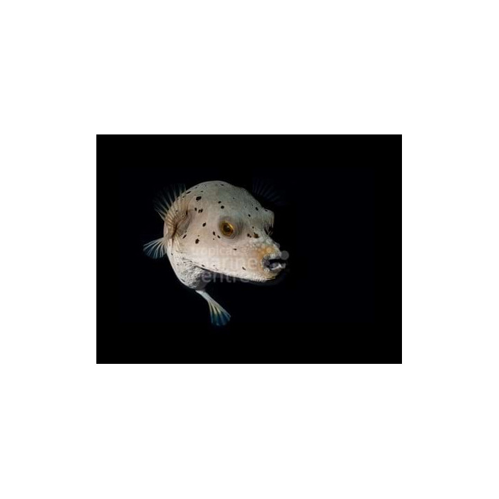 Arothron nigropunctatus - Hush Puppy Dogface Puffer