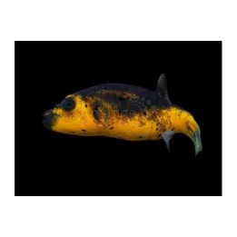 Arothron nigropunctatus - Yellow Belly Dogface Puffer