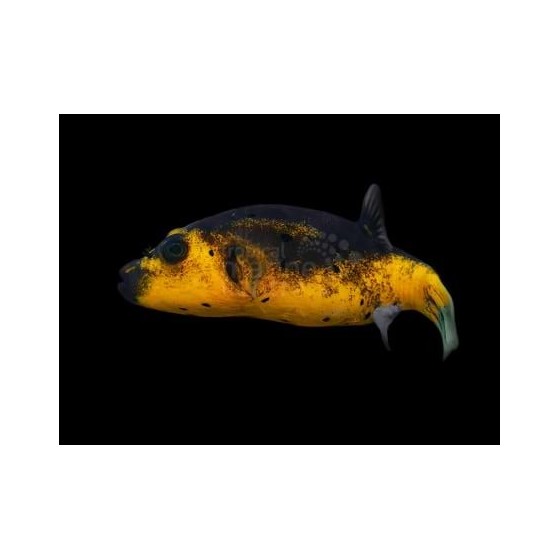 Arothron nigropunctatus - Yellow Belly Dogface Puffer