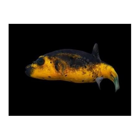 Arothron nigropunctatus - Yellow Belly Dogface Puffer