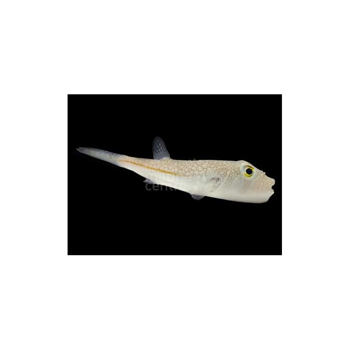 Arothron sp. - Common Dogface Puffer