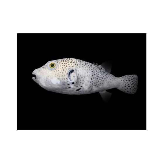 Arothron stellatus - Starry Dogface Puffer