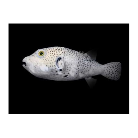 Arothron stellatus - Starry Dogface Puffer