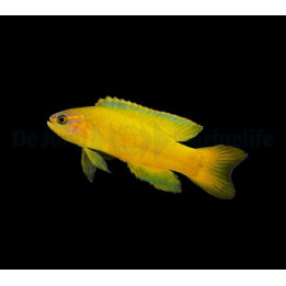 Assessor flavissimus - Forktail Pygmy Basslet - Yellow