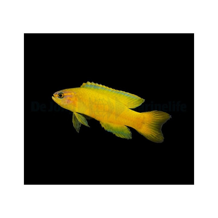 Assessor flavissimus - Forktail Pygmy Basslet - Yellow