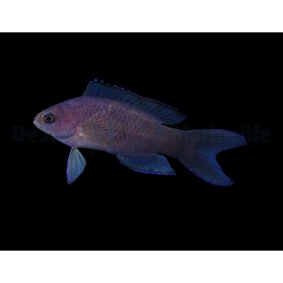 Assessor macneilli - Forktail Pygmy Basslet - Blue