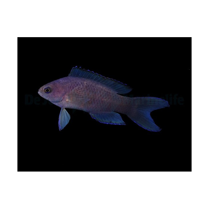 Assessor macneilli - Forktail Pygmy Basslet - Blue