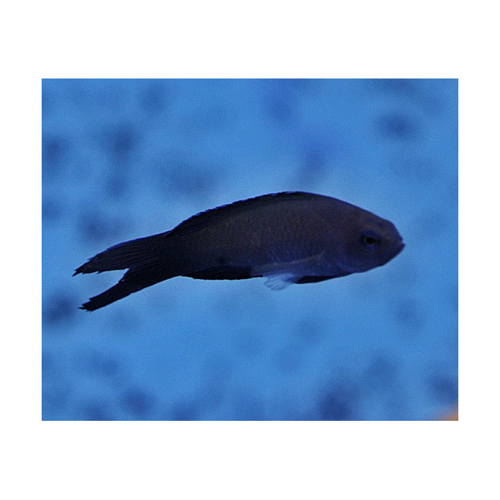 Assessor macneilli - Forktail Pygmy Basslet - Blue