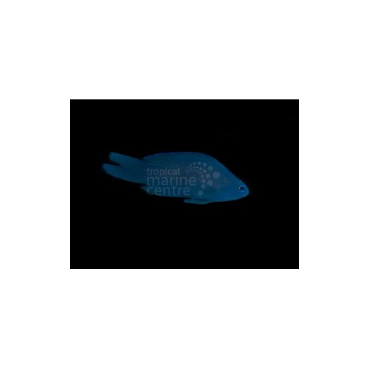 Assessor macneilli - Forktail Pygmy Basslet - Blue