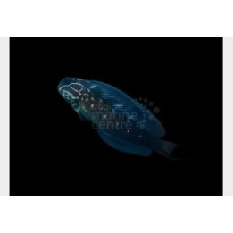 Atrosalarias fuscus - Phantom Blenny