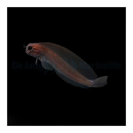 Atrosalarias fuscus - Phantom Blenny