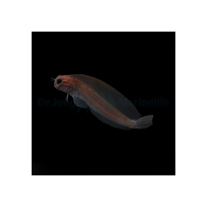Atrosalarias fuscus - Phantom Blenny