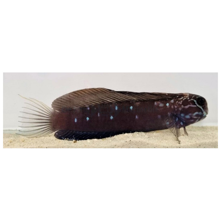 Atrosalarias fuscus - Phantom Blenny