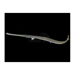 Aulostomus chinensis - Trumpet Fish
