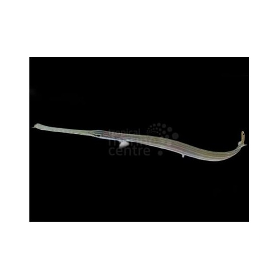 Aulostomus chinensis - Trumpet Fish