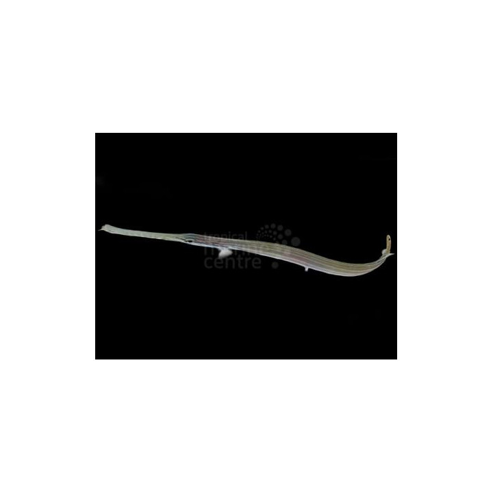 Aulostomus chinensis - Trumpet Fish