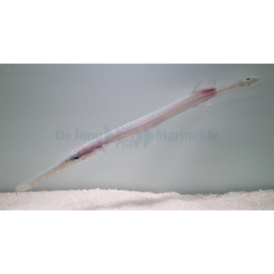 Aulostomus chinensis - Trumpet Fish