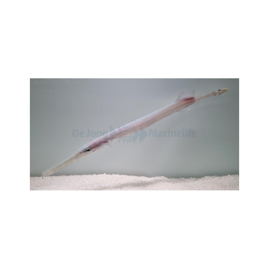 Aulostomus chinensis - Trumpet Fish