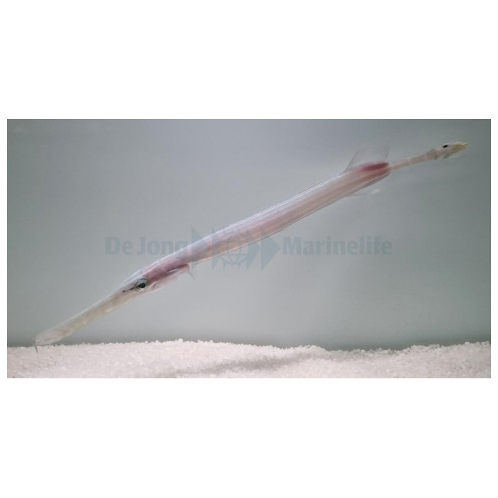 Aulostomus chinensis - Trumpet Fish
