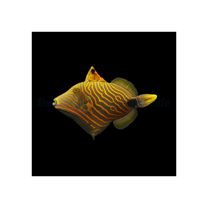 Balistapus undulatus - Undulatus Trigger