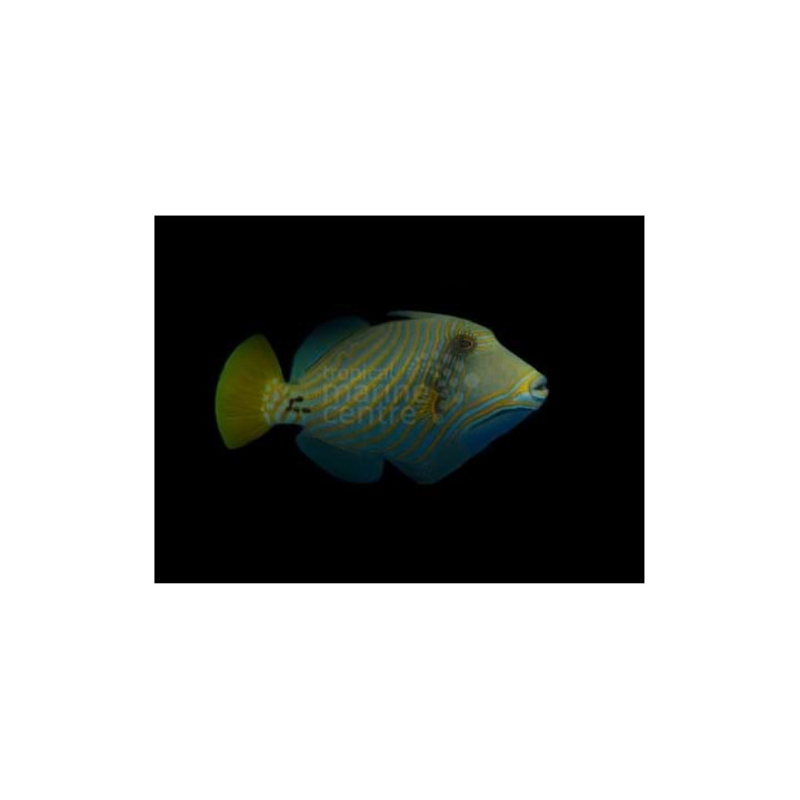 Balistapus undulatus - Undulatus Trigger