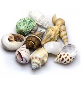 Hobby Sea Shells Set M 10 pcs., s.s.